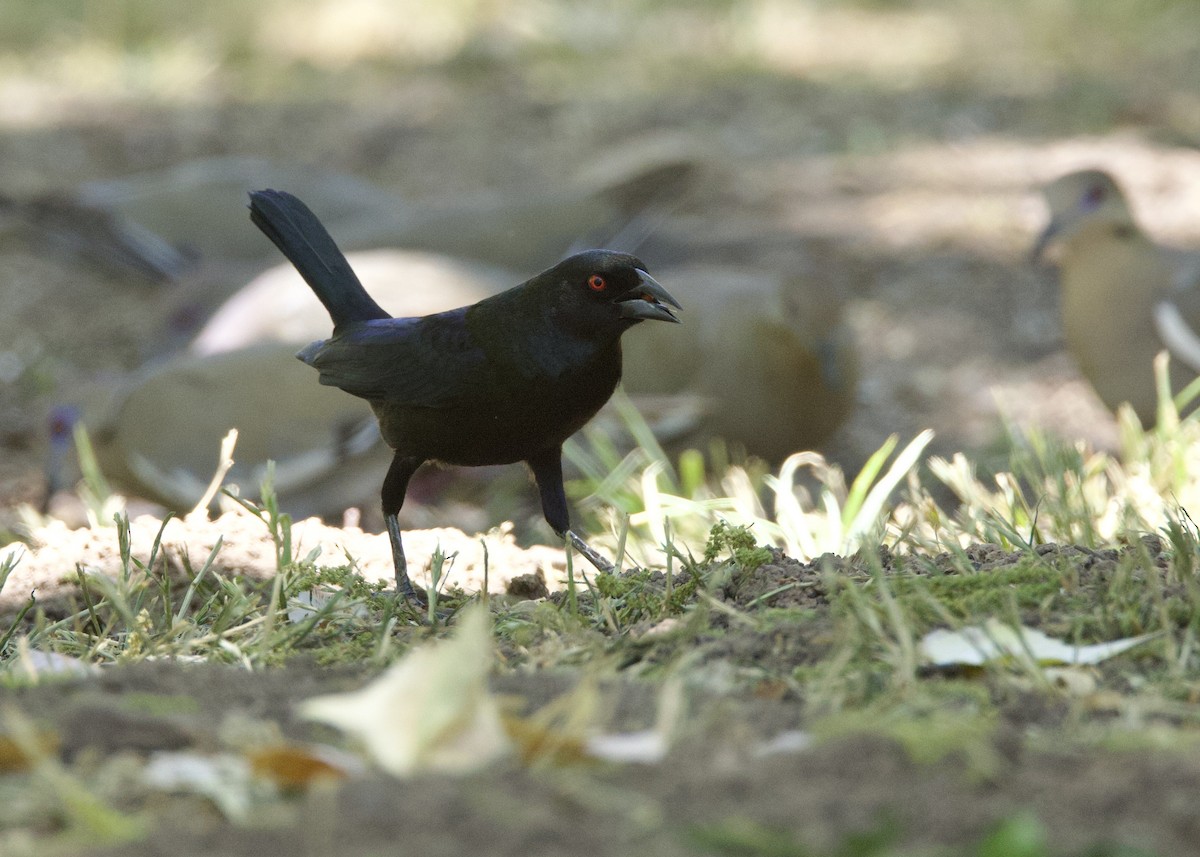 Bronzed Cowbird - ML620245889