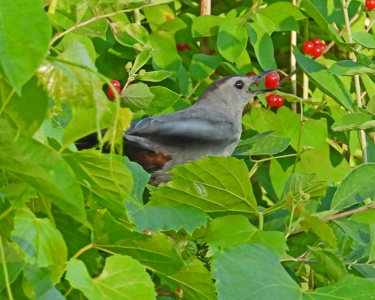 Katzenspottdrossel - ML620245890