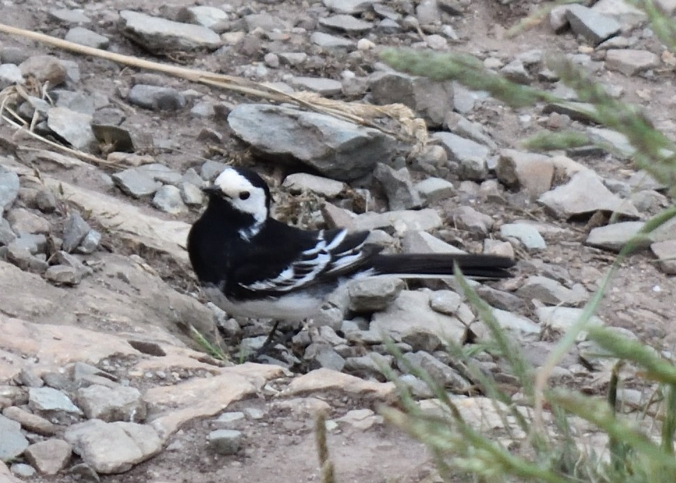 White Wagtail (British) - ML620245891