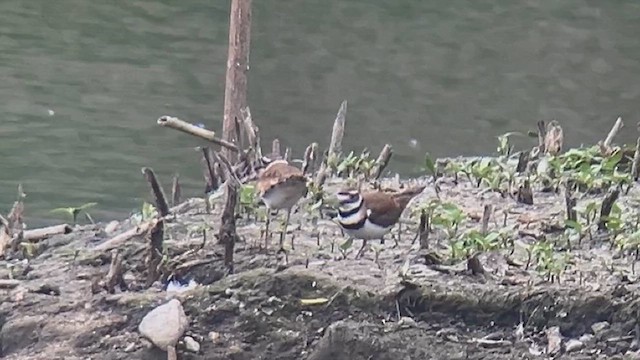 Killdeer - ML620245893