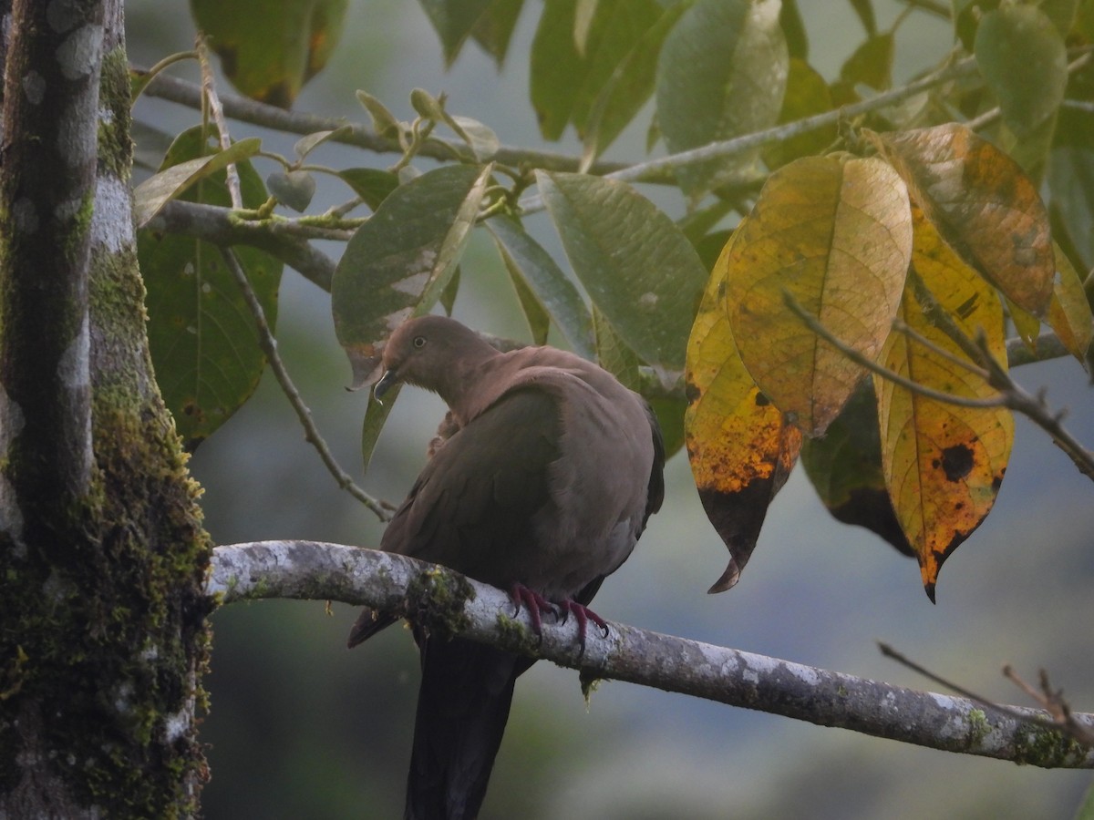 Plumbeous Pigeon - ML620245894