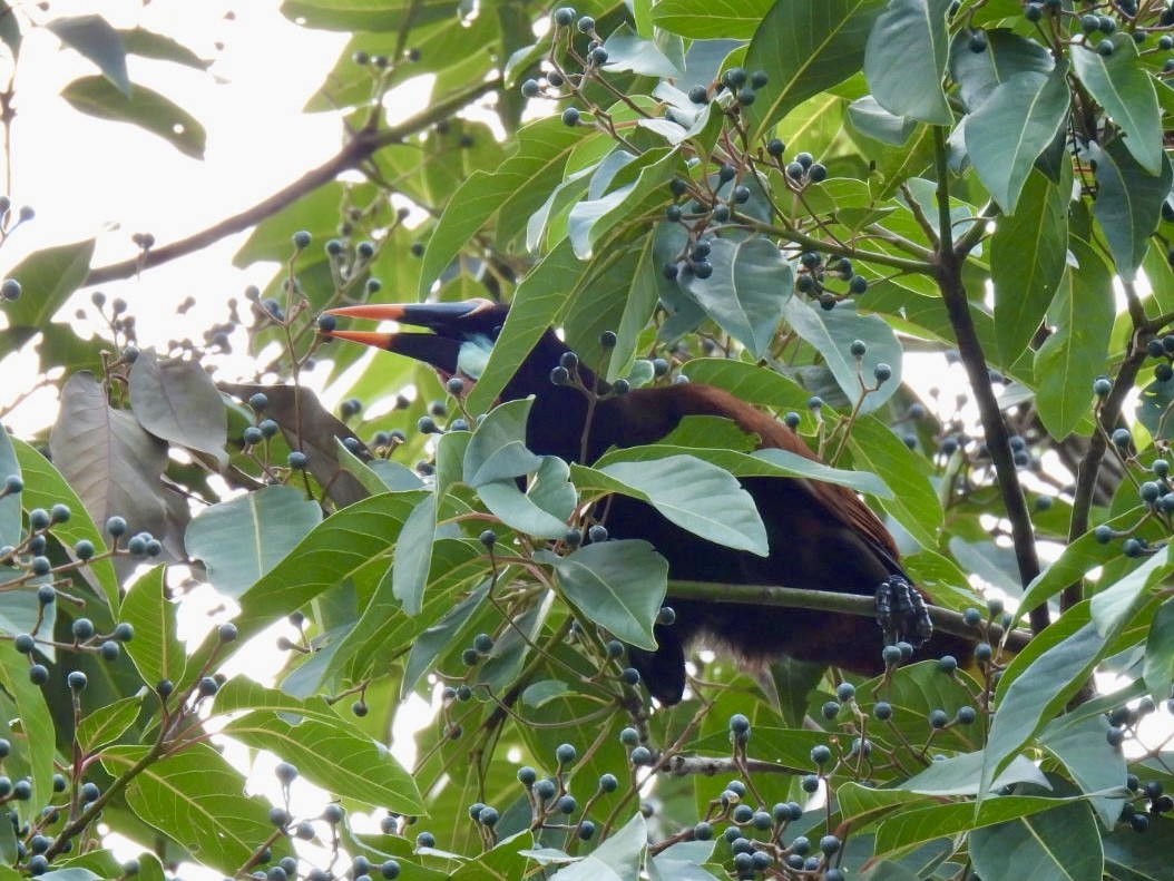 Montezuma Oropendola - ML620245902