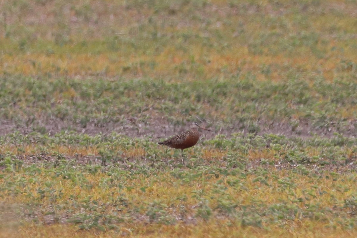 Hudsonian Godwit - ML620245907