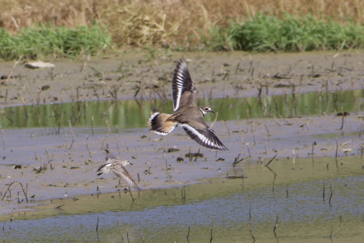 Killdeer - ML620245919