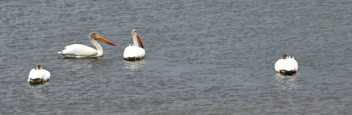 American White Pelican - ML620245925