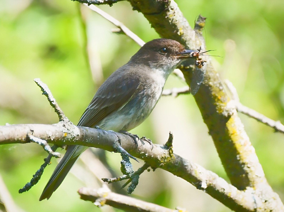 Eastern Phoebe - ML620245926