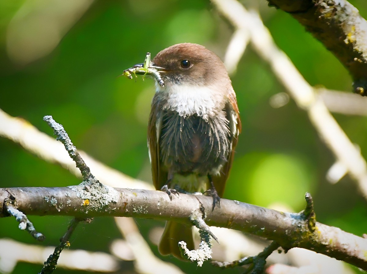 Eastern Phoebe - ML620245927