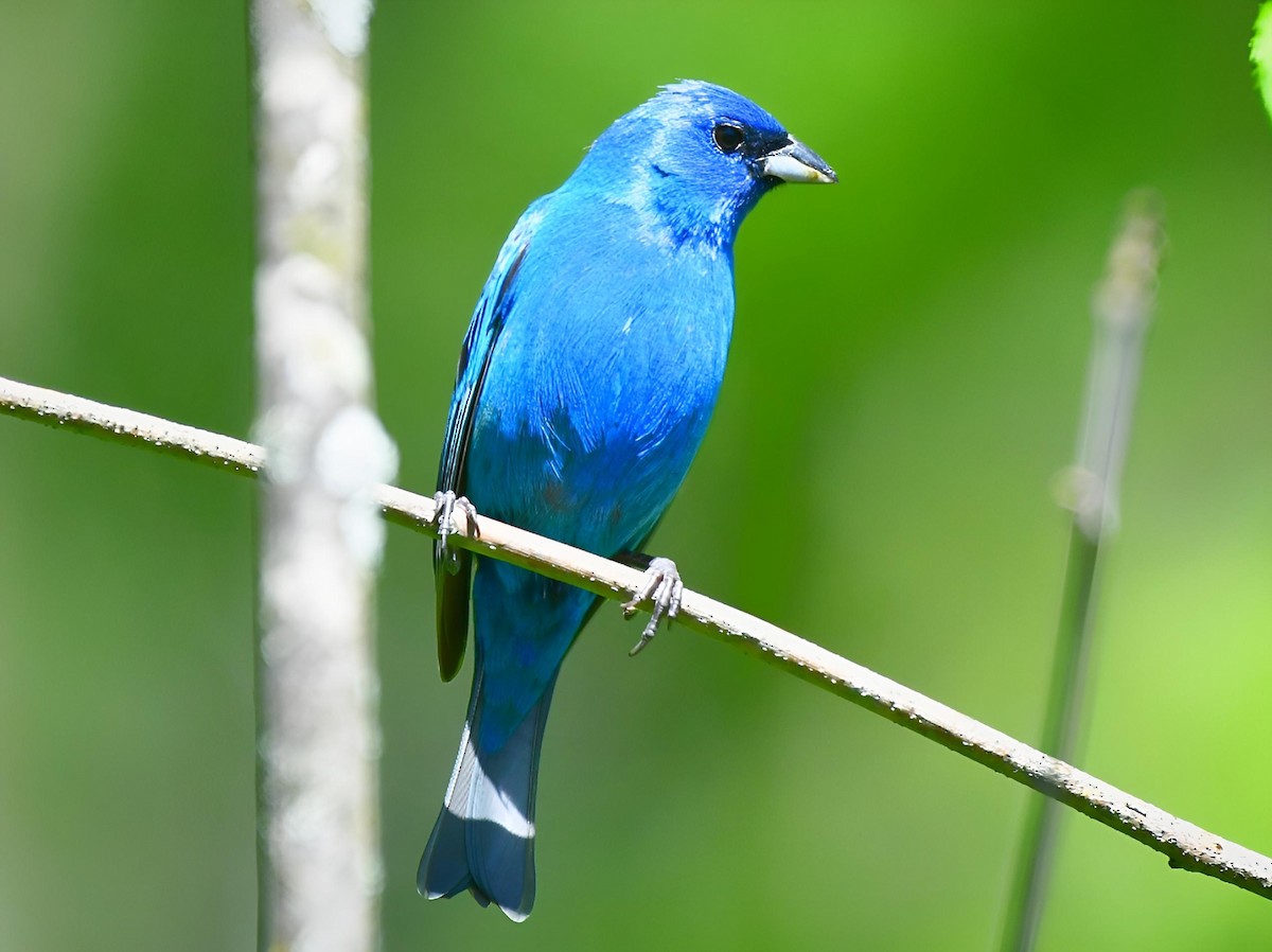 Indigo Bunting - ML620245934