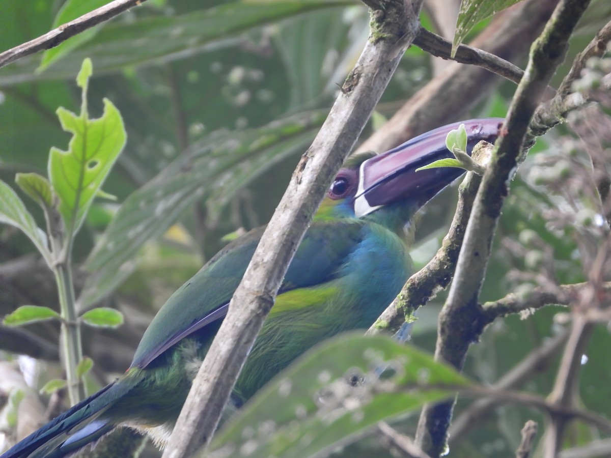 Crimson-rumped Toucanet - ML620245940