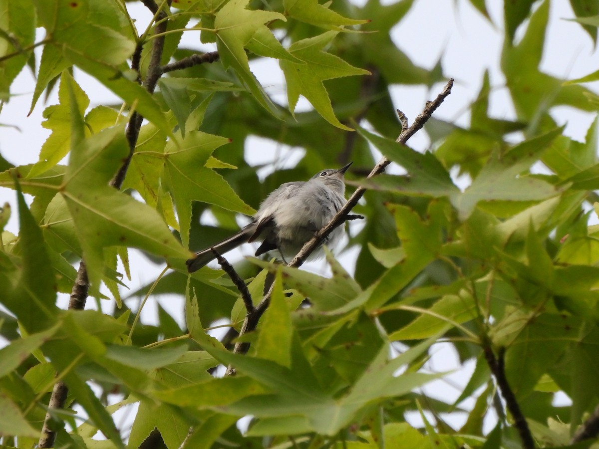 Blue-gray Gnatcatcher - ML620245943