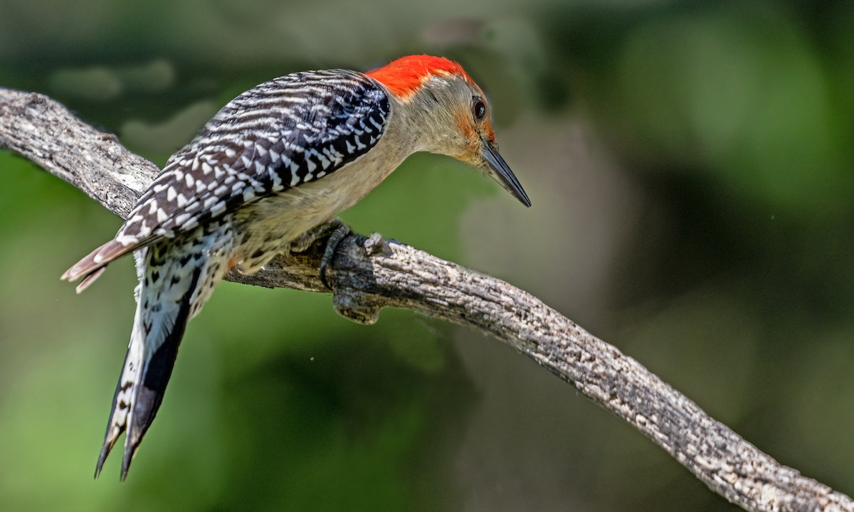 Red-bellied Woodpecker - ML620245947
