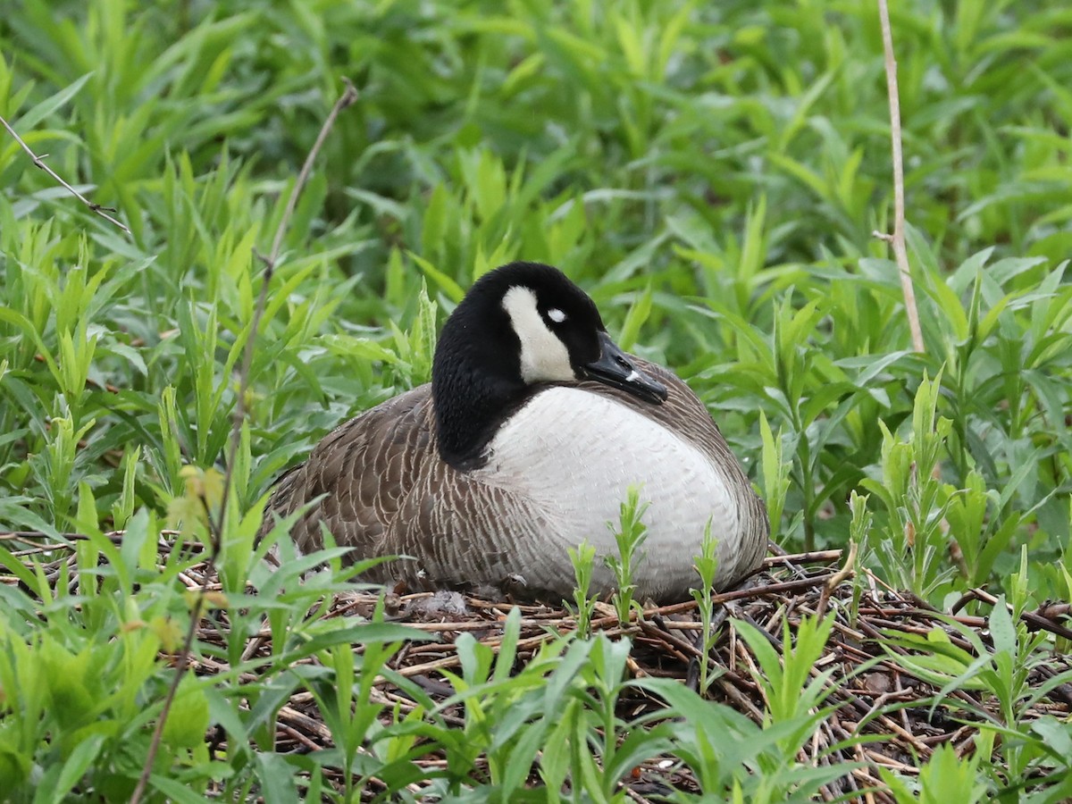 Canada Goose - ML620245948