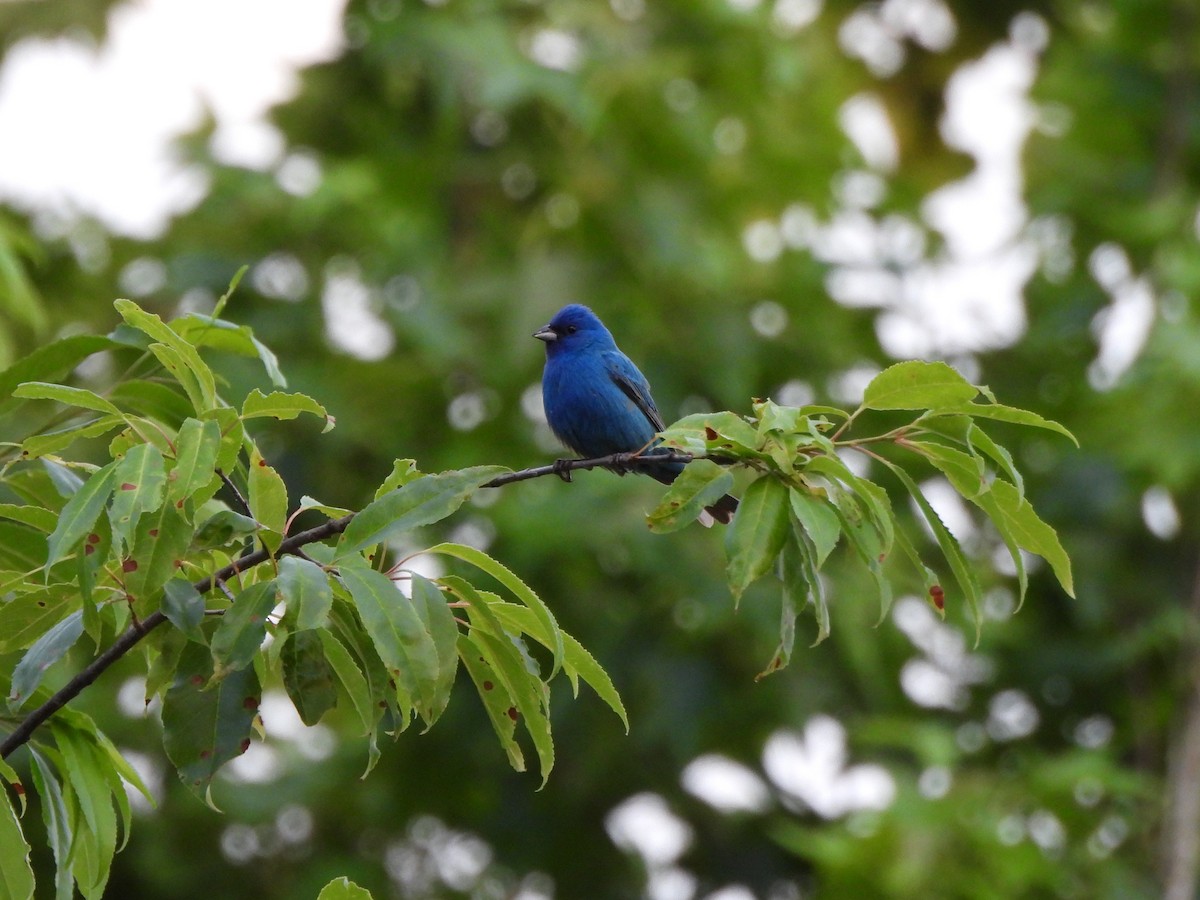 Passerin indigo - ML620245957