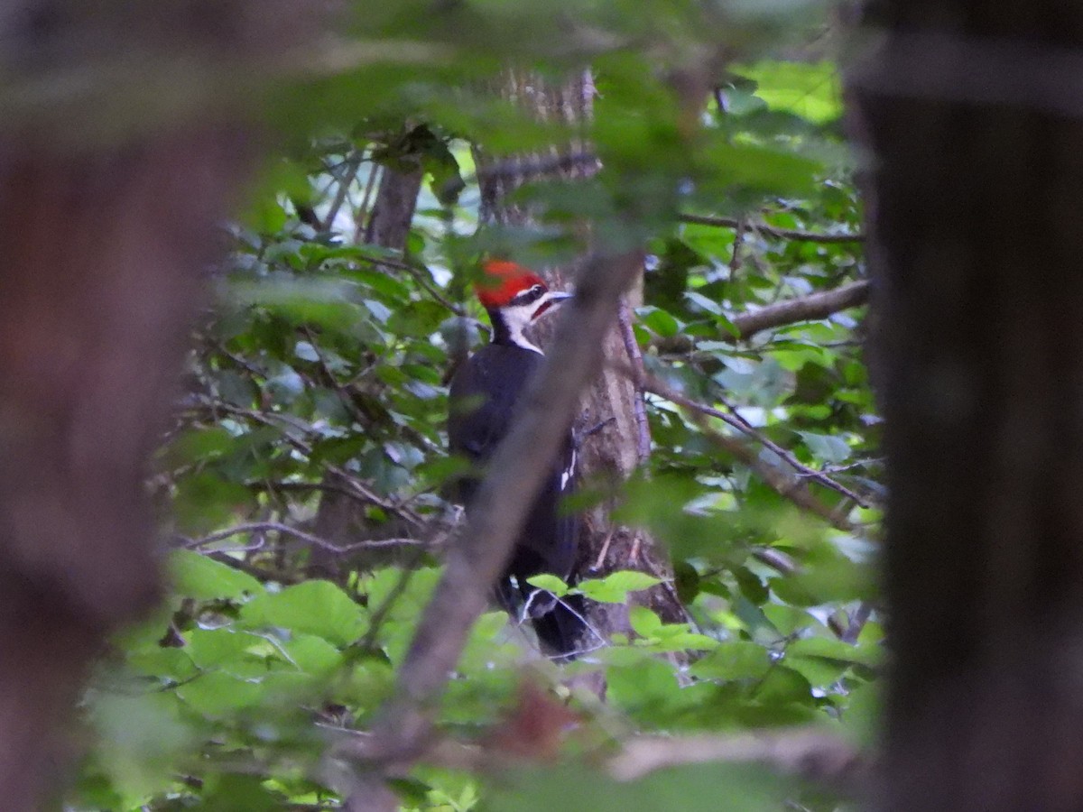 Pileated Woodpecker - ML620245964