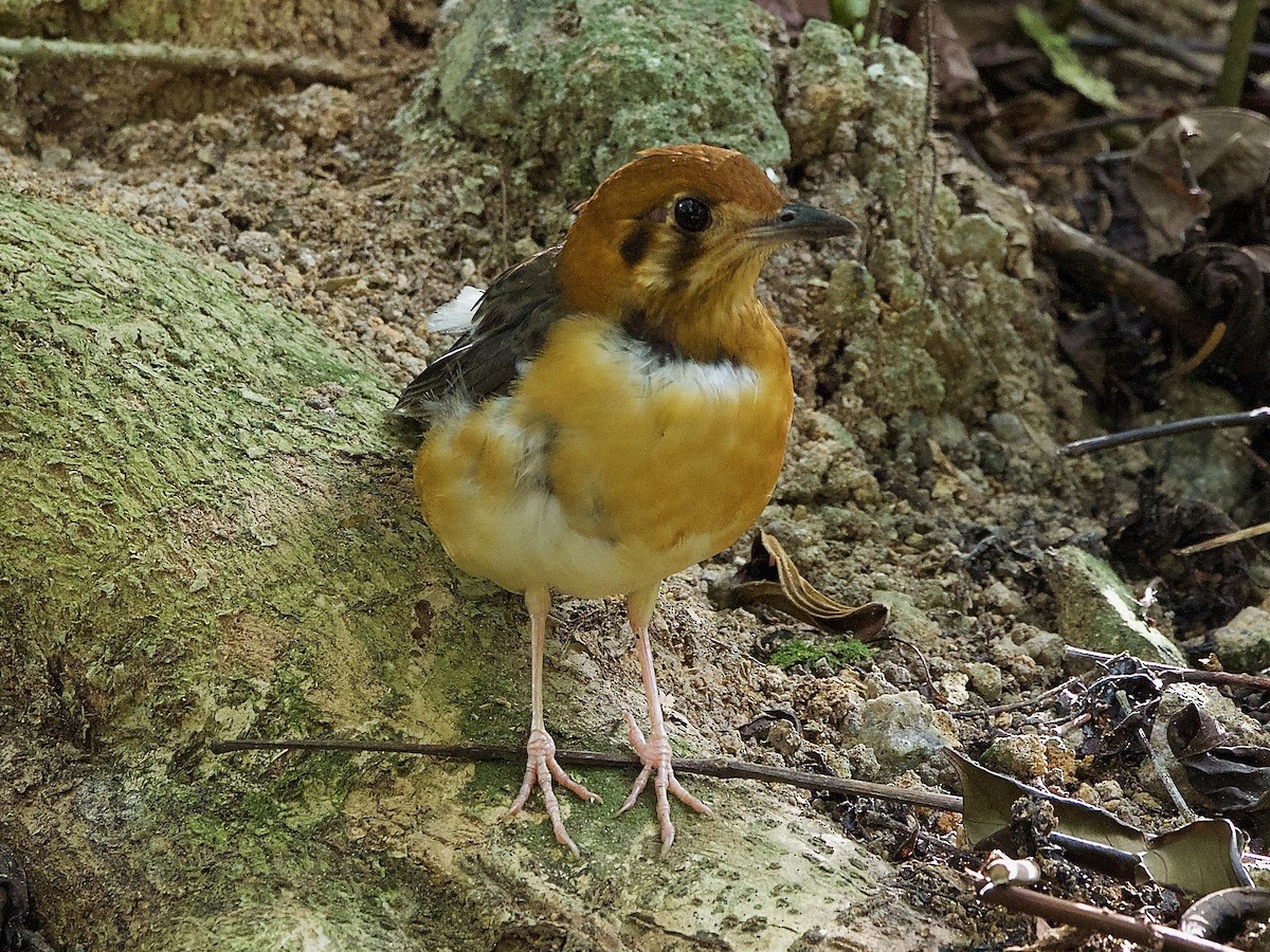 Orange-headed Thrush (Buff-throated) - ML620245981