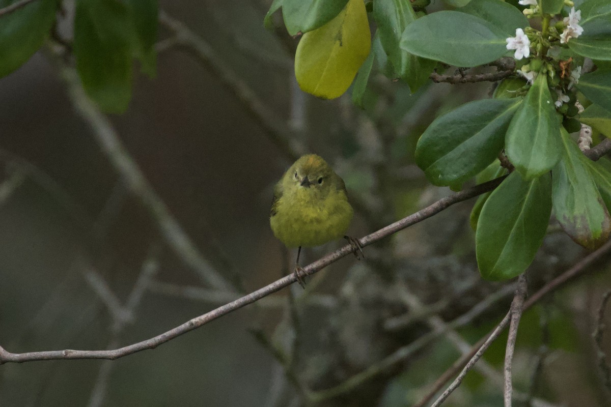 Orange-crowned Warbler - ML620245984