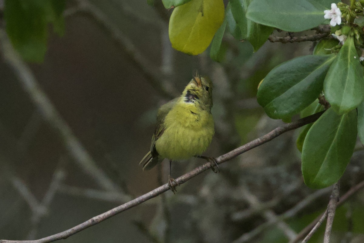 Orange-crowned Warbler - ML620245985