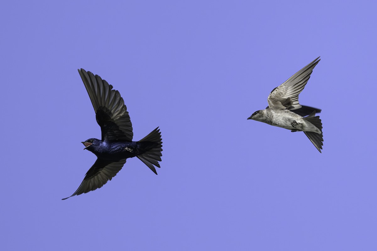 Purple Martin - ML620245986