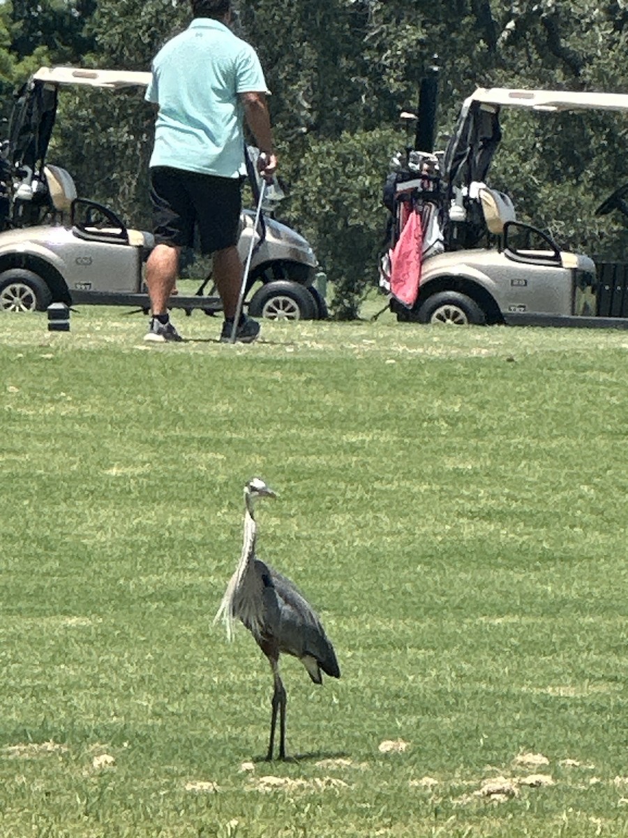 Great Blue Heron - ML620245991