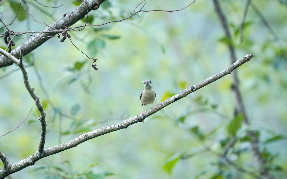 White-browed Shrike-Babbler - ML620245998