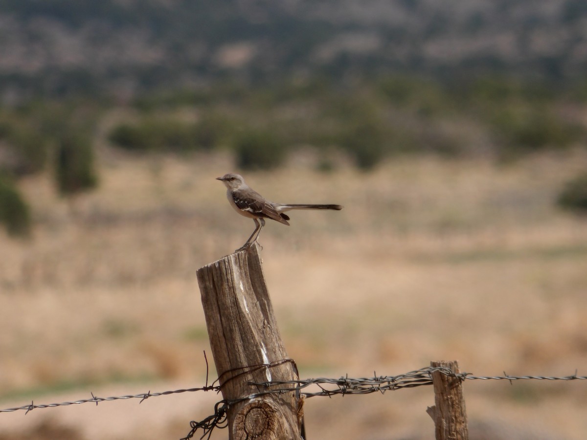 Northern Mockingbird - ML620245999