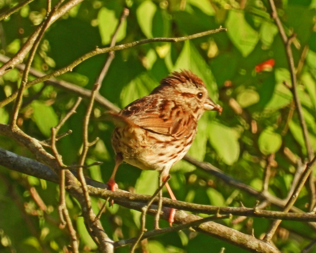 Song Sparrow - ML620246001