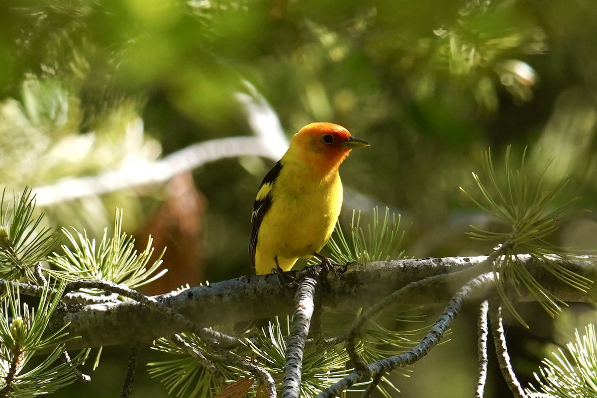 Western Tanager - ML620246004