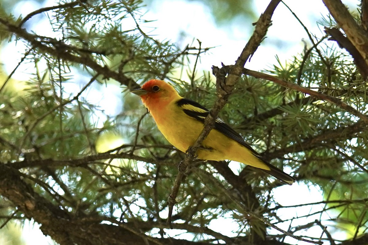Western Tanager - ML620246005