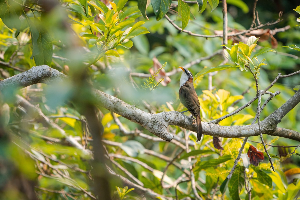 White-browed Scimitar-Babbler - ML620246010