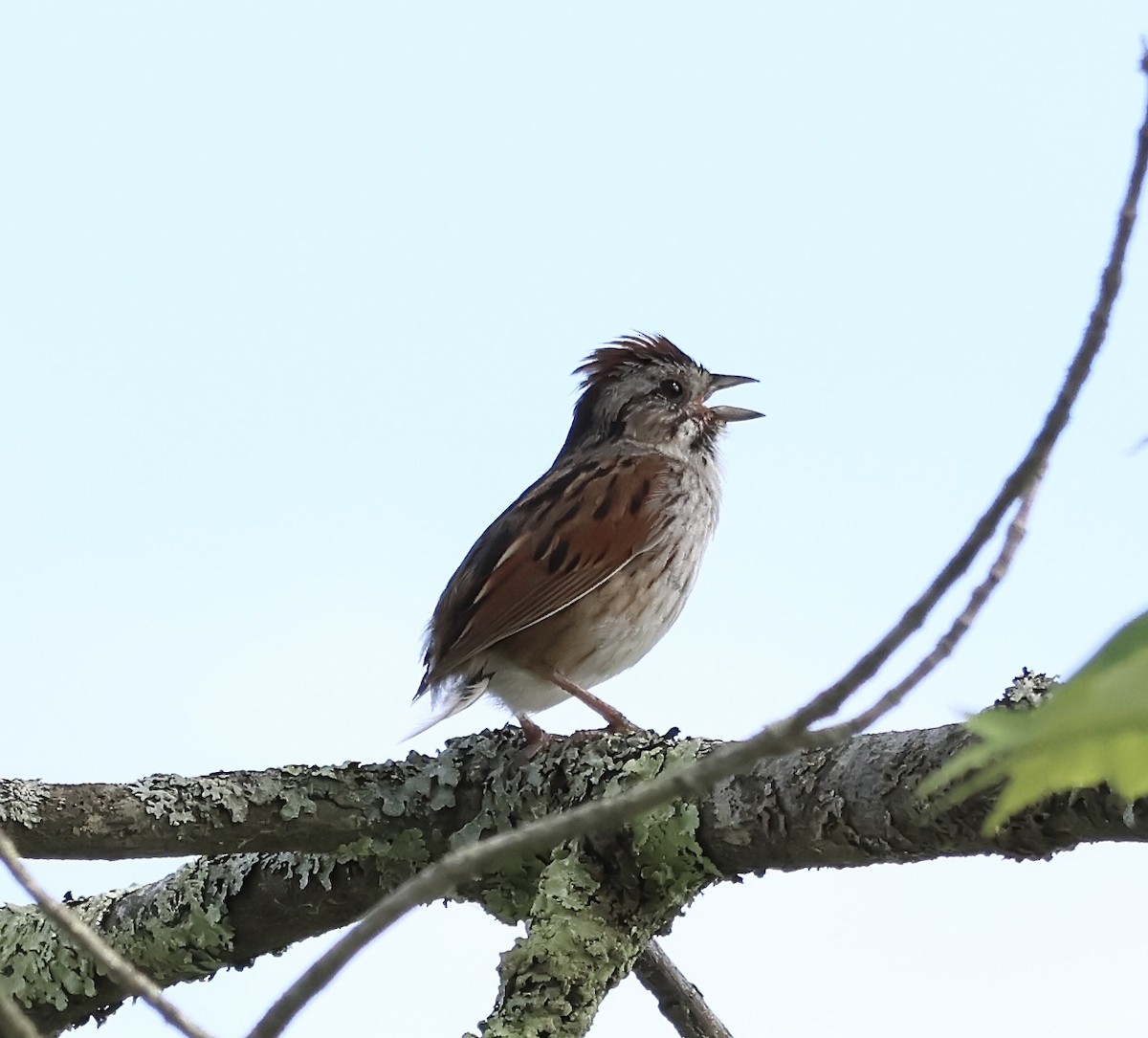 Swamp Sparrow - ML620246012