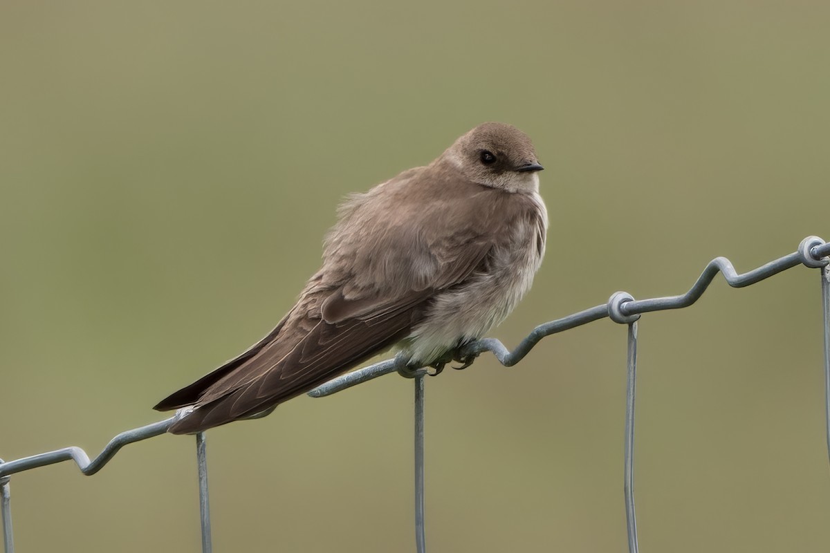 Northern Rough-winged Swallow - ML620246014