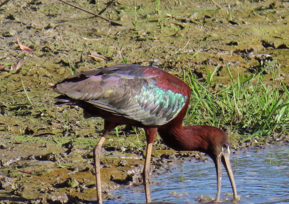 ibis hnědý - ML620246018