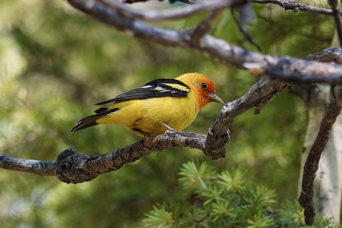 Western Tanager - ML620246022