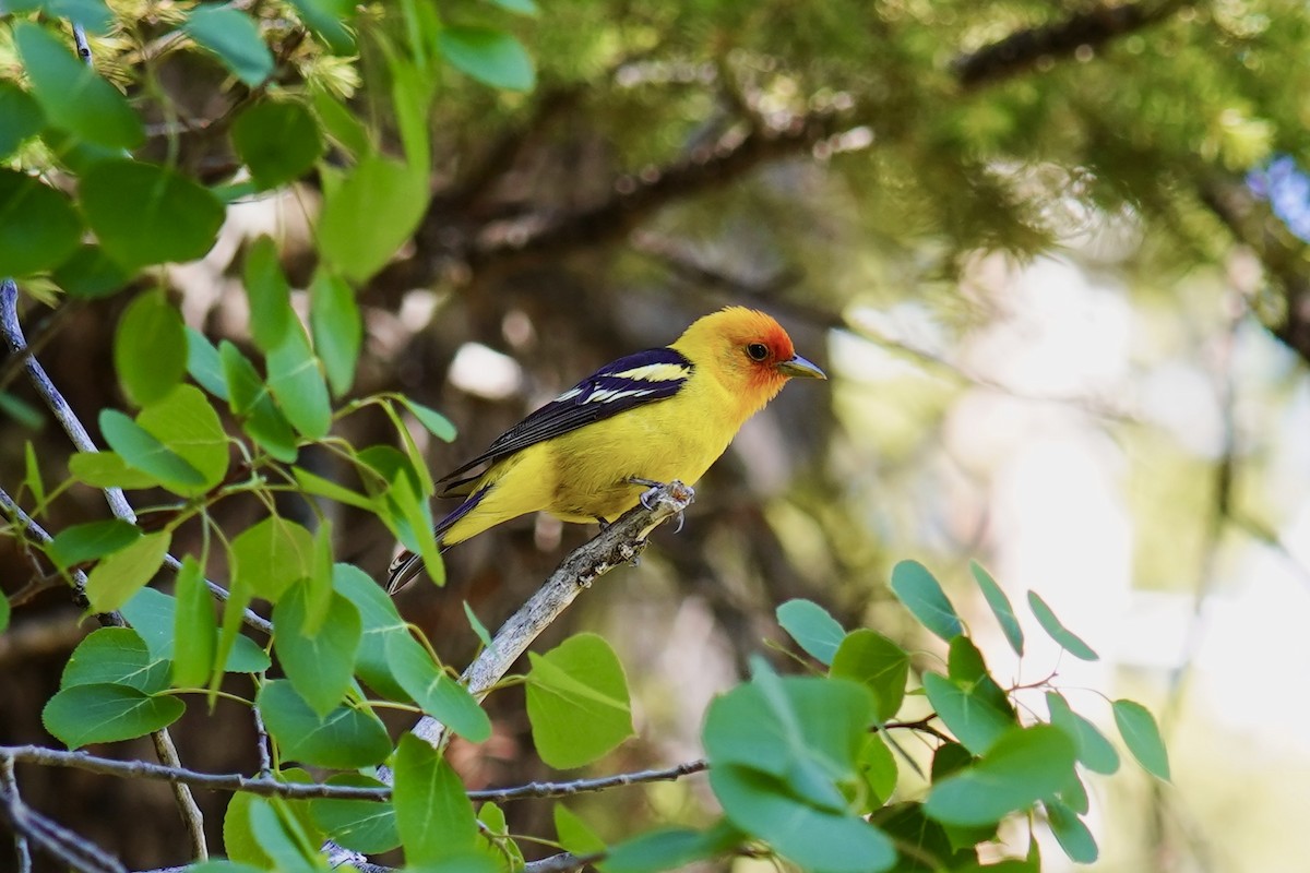 Western Tanager - ML620246023