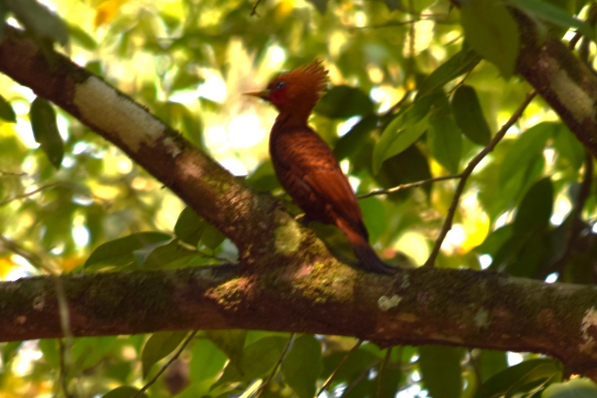 Chestnut-colored Woodpecker - ML620246029