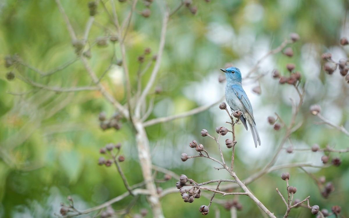 Pale Blue Flycatcher - ML620246034