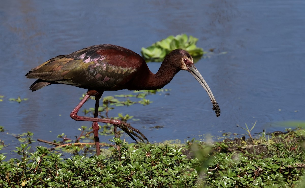 ibis americký - ML620246038