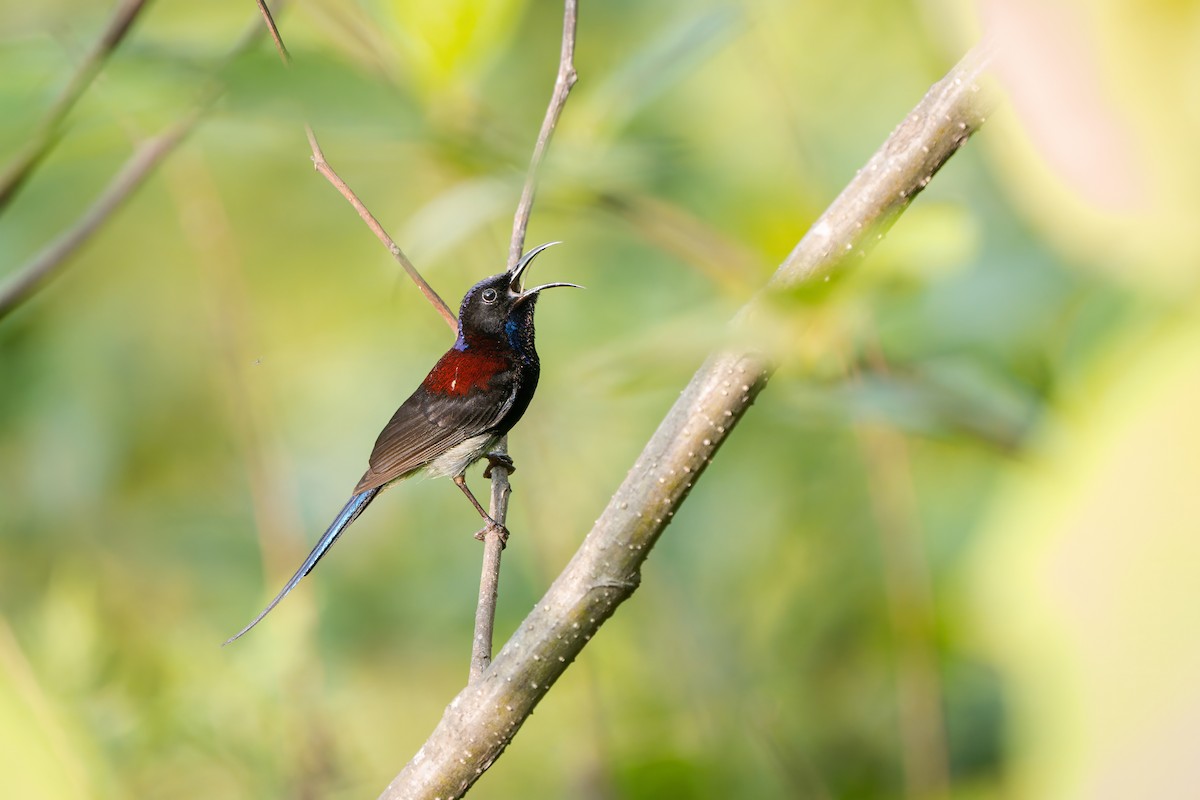 Black-throated Sunbird - ML620246039