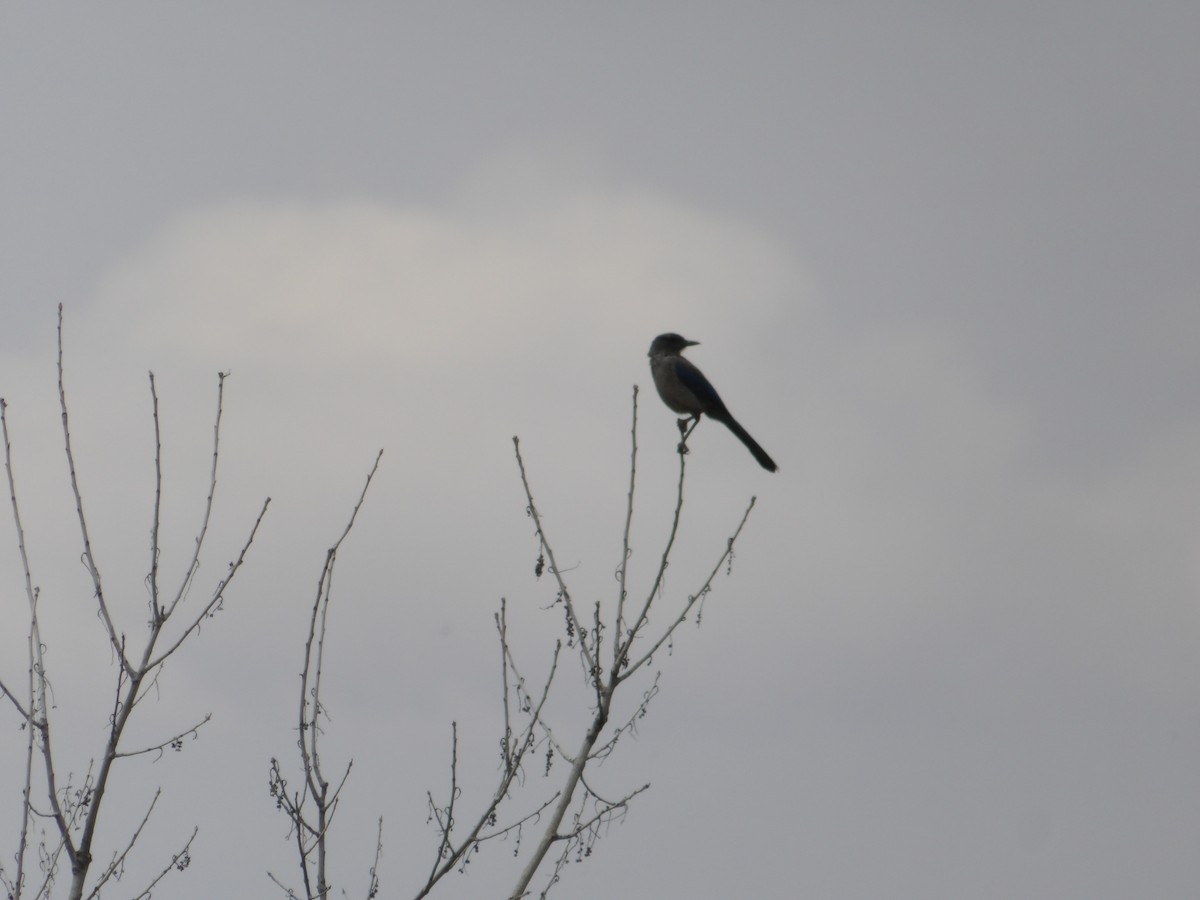 Woodhouse's Scrub-Jay - ML620246043