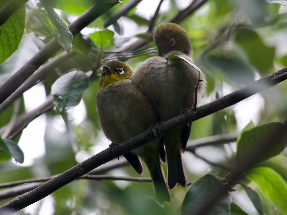 Cape White-eye - ML620246052