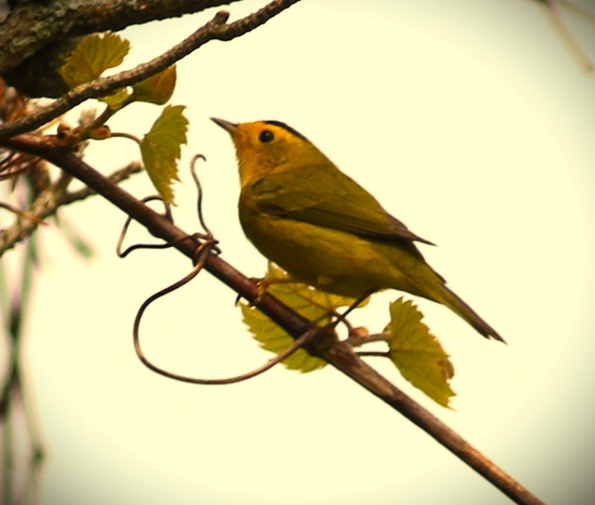 Wilson's Warbler - ML620246053