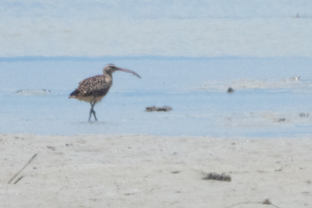 Bristle-thighed Curlew - ML620246057
