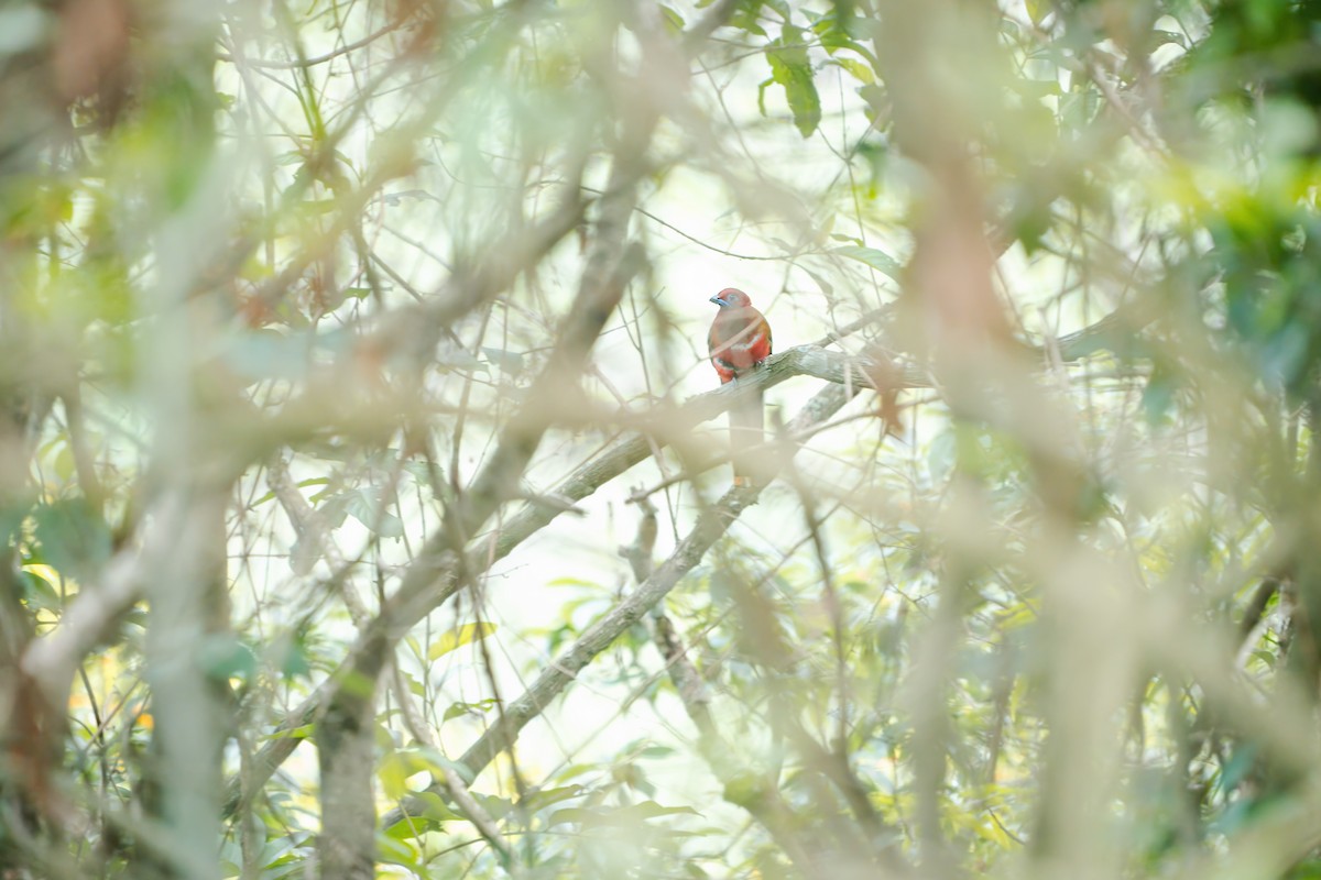 trogon rudohlavý - ML620246058