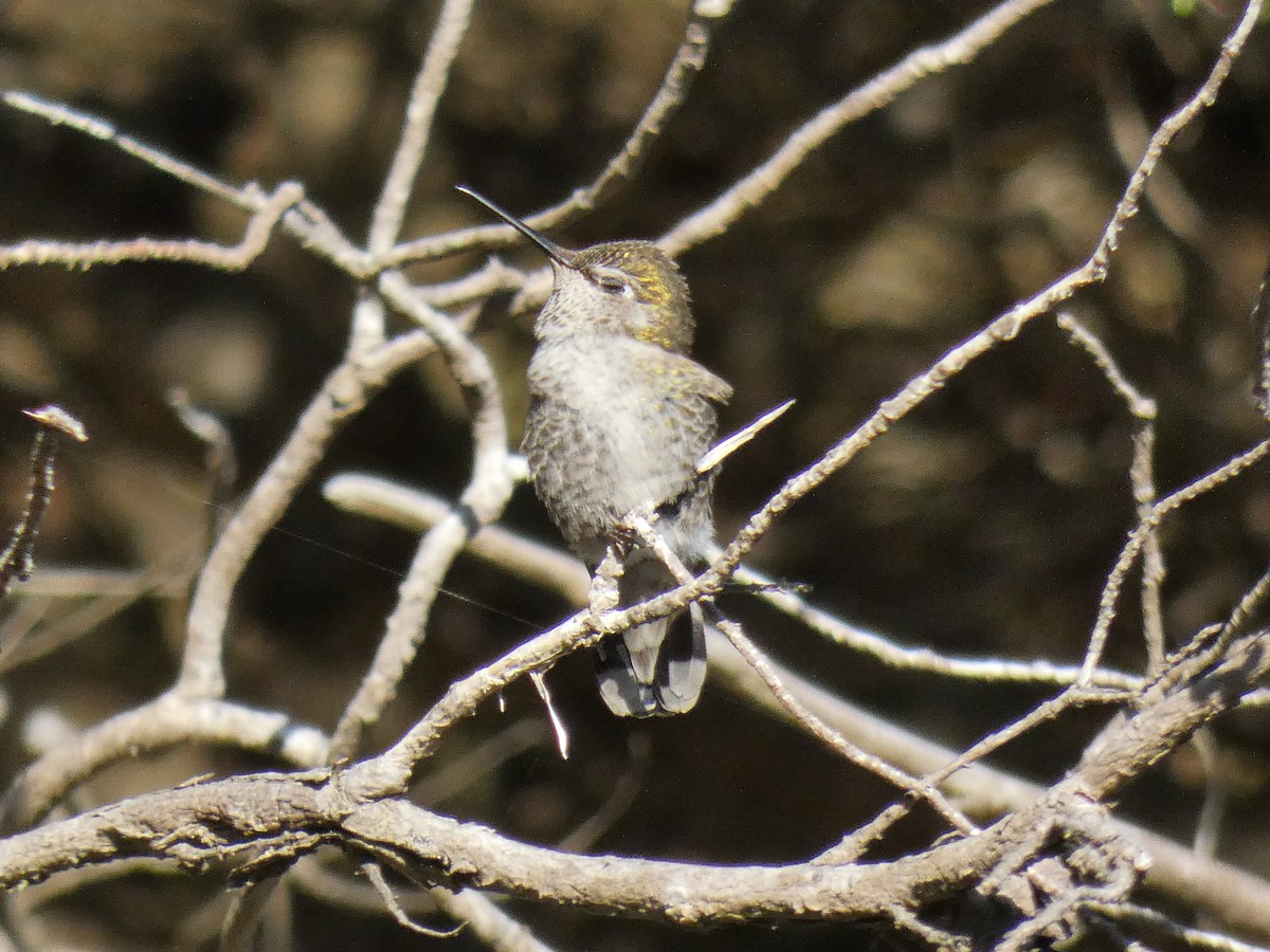 Anna's Hummingbird - ML620246061
