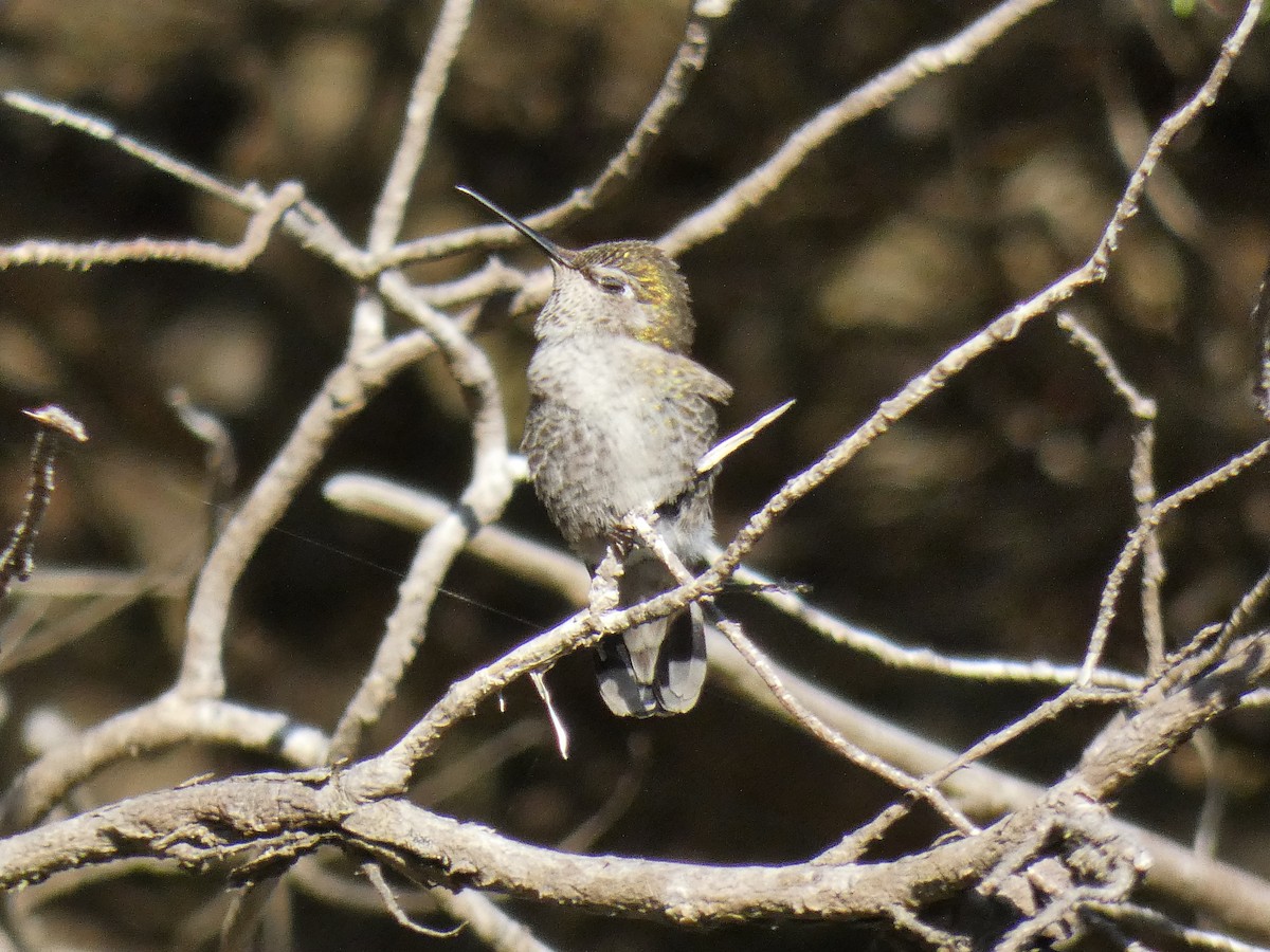 Colibrí de Anna - ML620246061