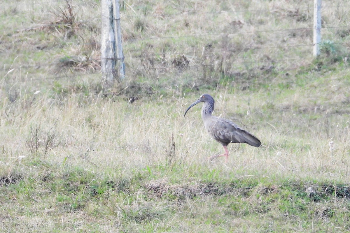 Plumbeous Ibis - Maria Rosa Hernandez  Lopez