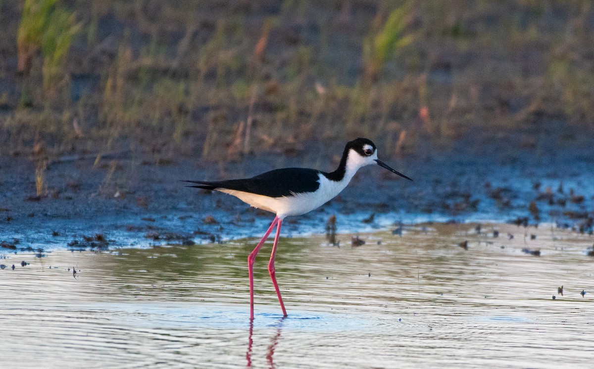 Black-necked Stilt - ML620246074