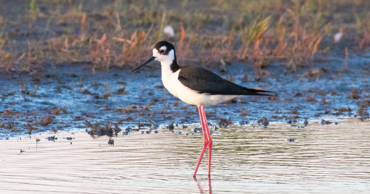 Black-necked Stilt - ML620246075