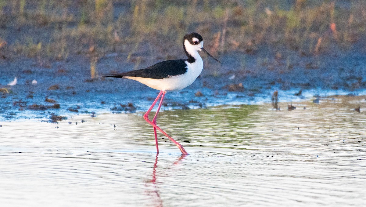 Black-necked Stilt - ML620246076