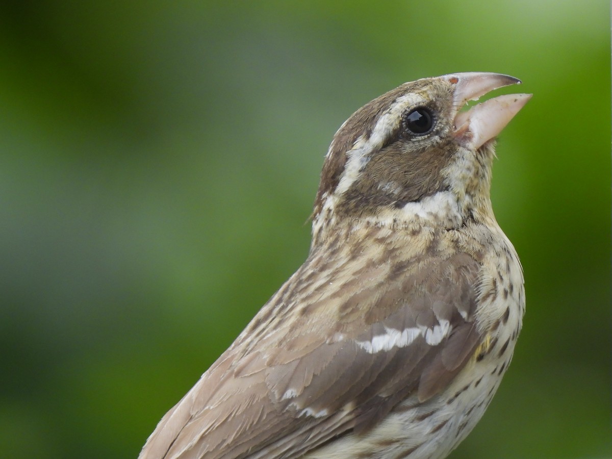 Rose-breasted Grosbeak - ML620246079